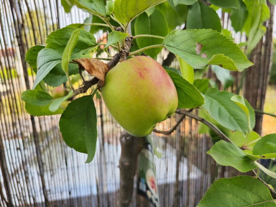 gyümölcsfák város erkély balkon kert gyümölcs 