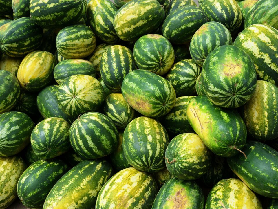 feher-folt-dinnye-mit-jelent - Nők Lapja fehér folt dinnye mit jelent görögdinnye