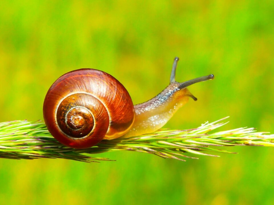 csiganyal-borapolas - Nők Lapja csiganyál bőrápolás