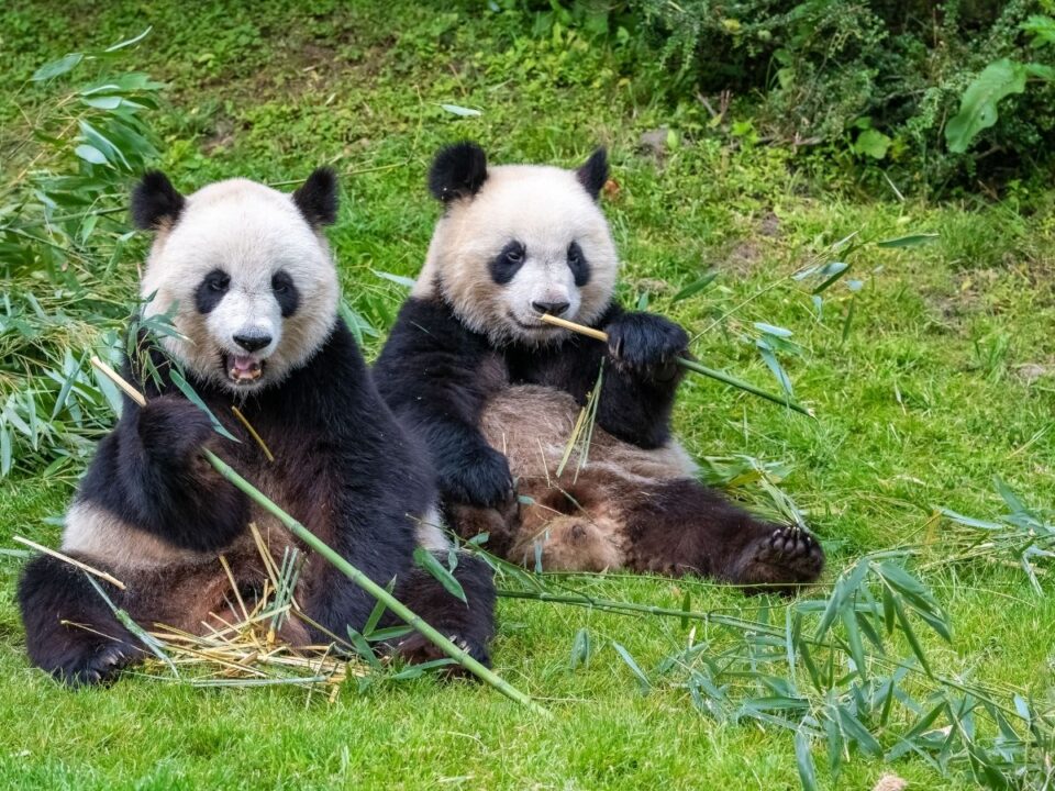 panda kína diplomácia