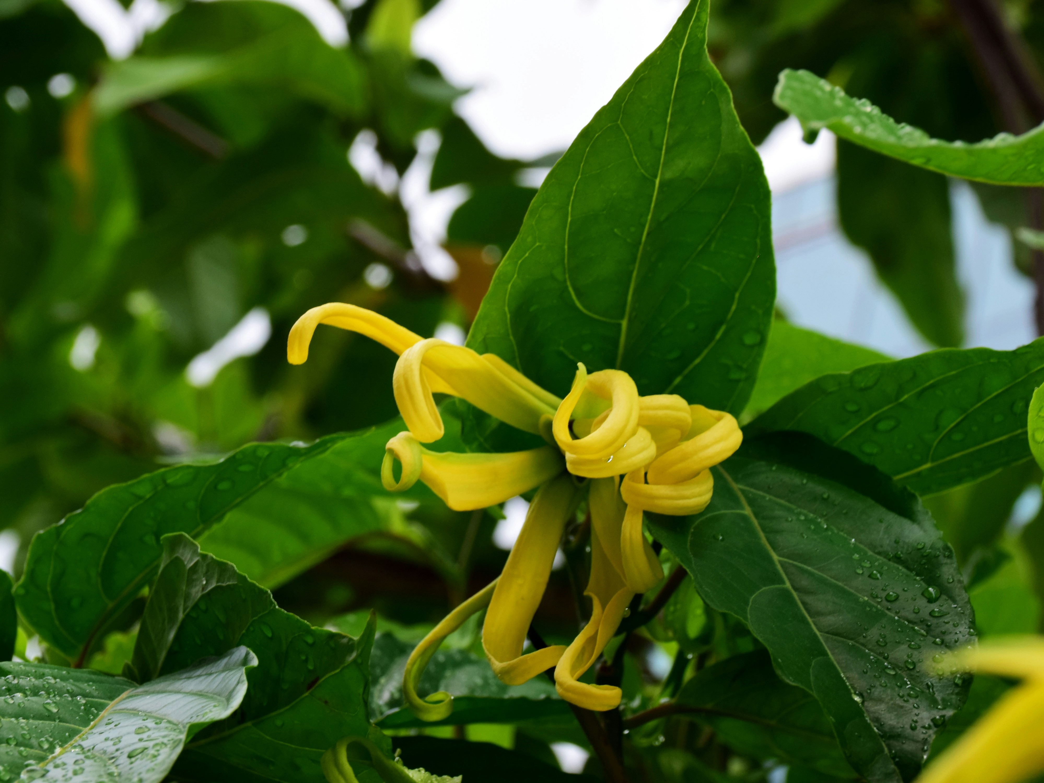 feromon-parfum-helyett - Nők Lapja - Nők Lapja Ylang-ylang