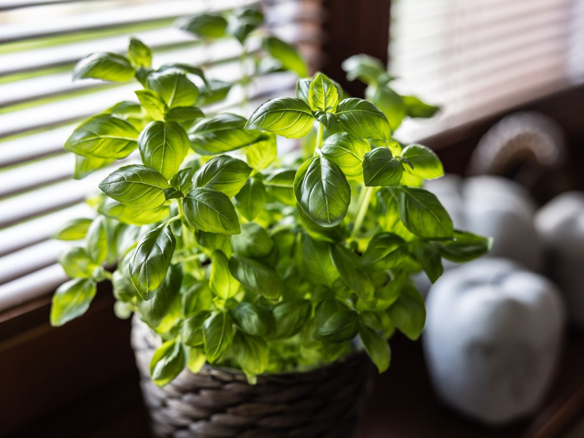 bazsalikom cserépben