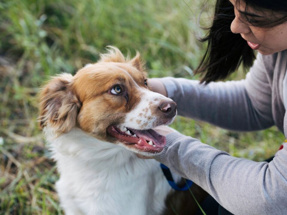 a-kutyad-titkos-szuperereje-erzi-amit-te-erzel - Nők Lapja kutya-gazda szeretet