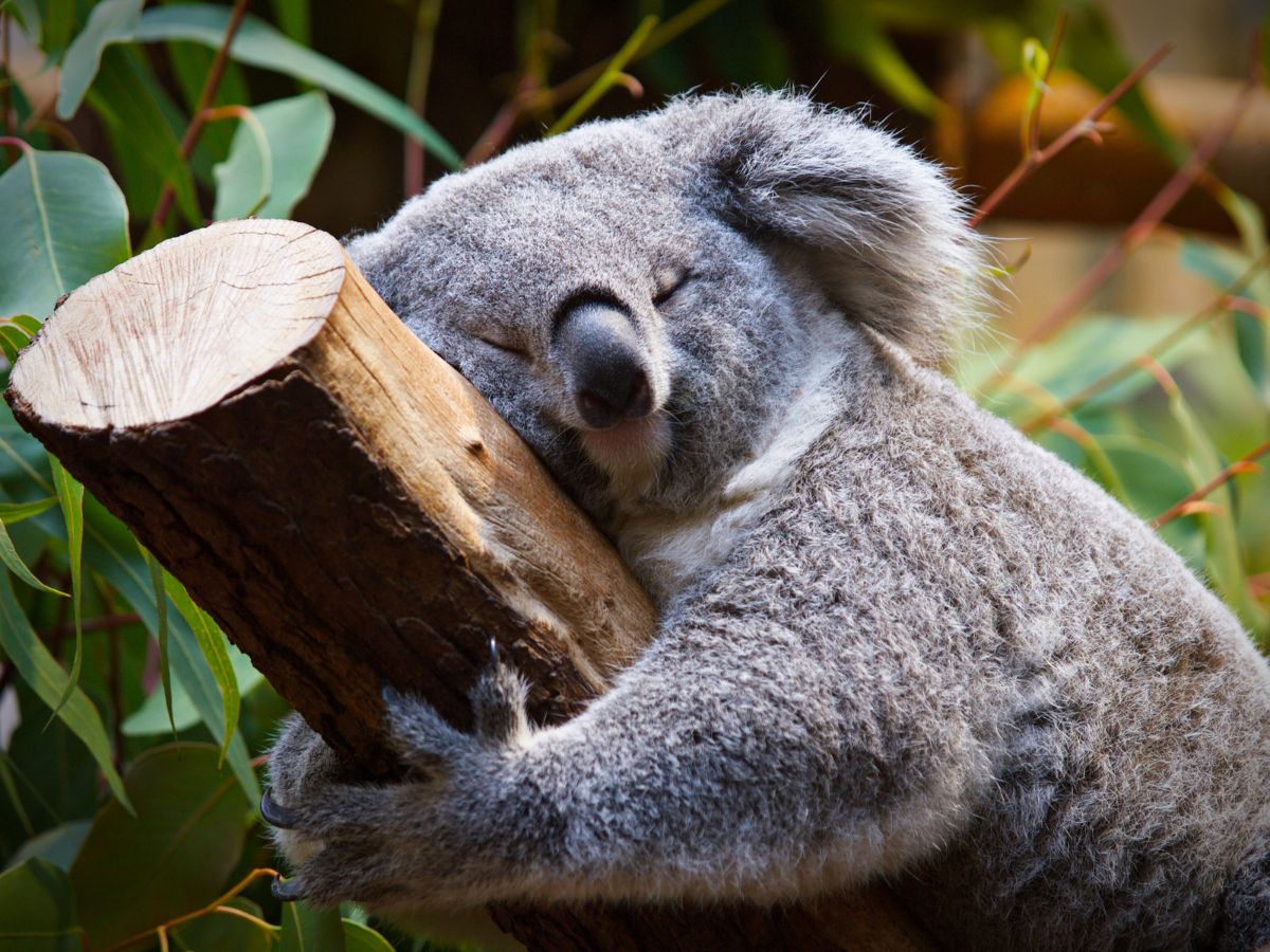koala
