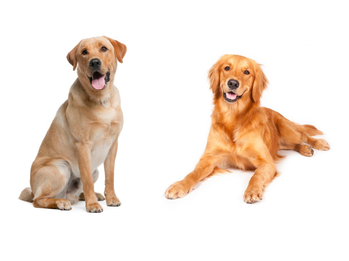 a-kutyad-titkos-szuperereje-erzi-amit-te-erzel - Nők Lapja - Nők Lapja