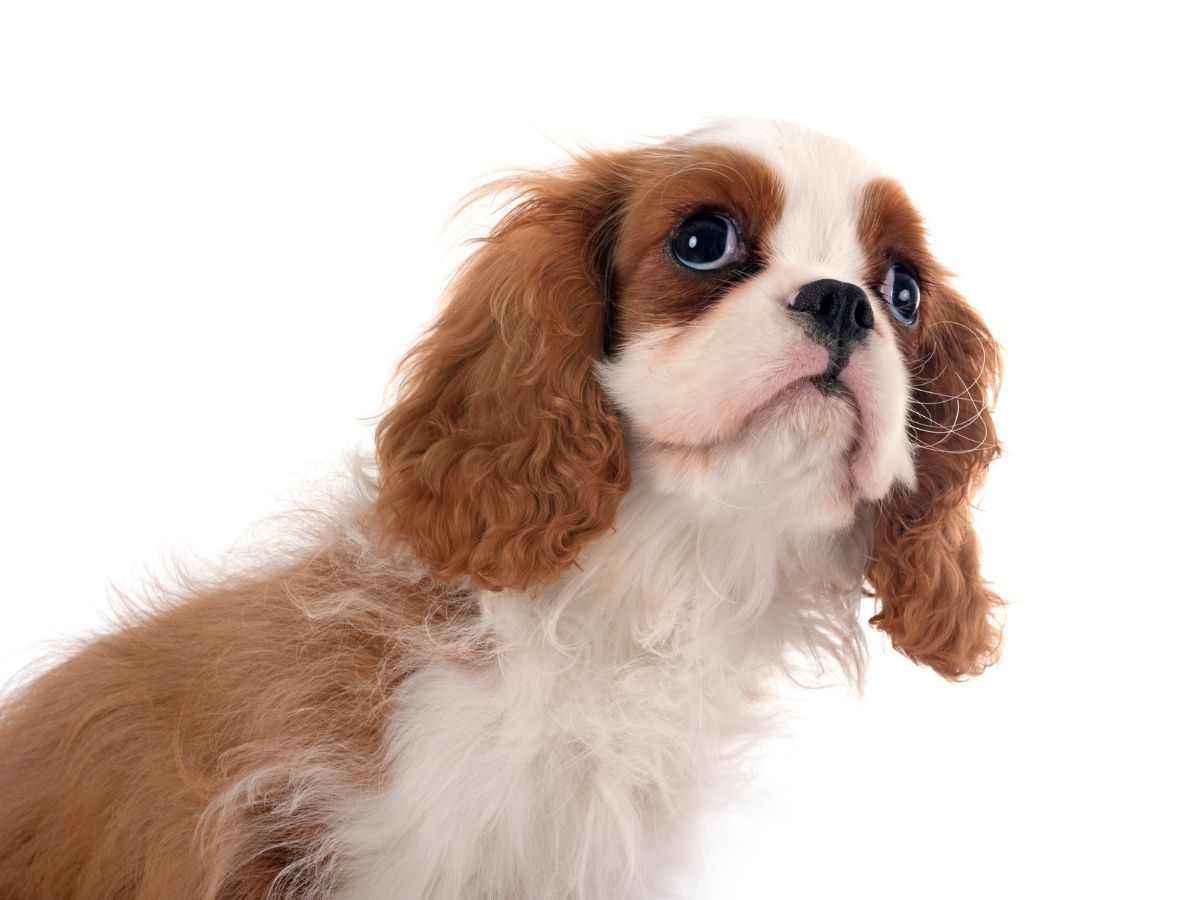 a-kutyad-titkos-szuperereje-erzi-amit-te-erzel - Nők Lapja - Nők Lapja