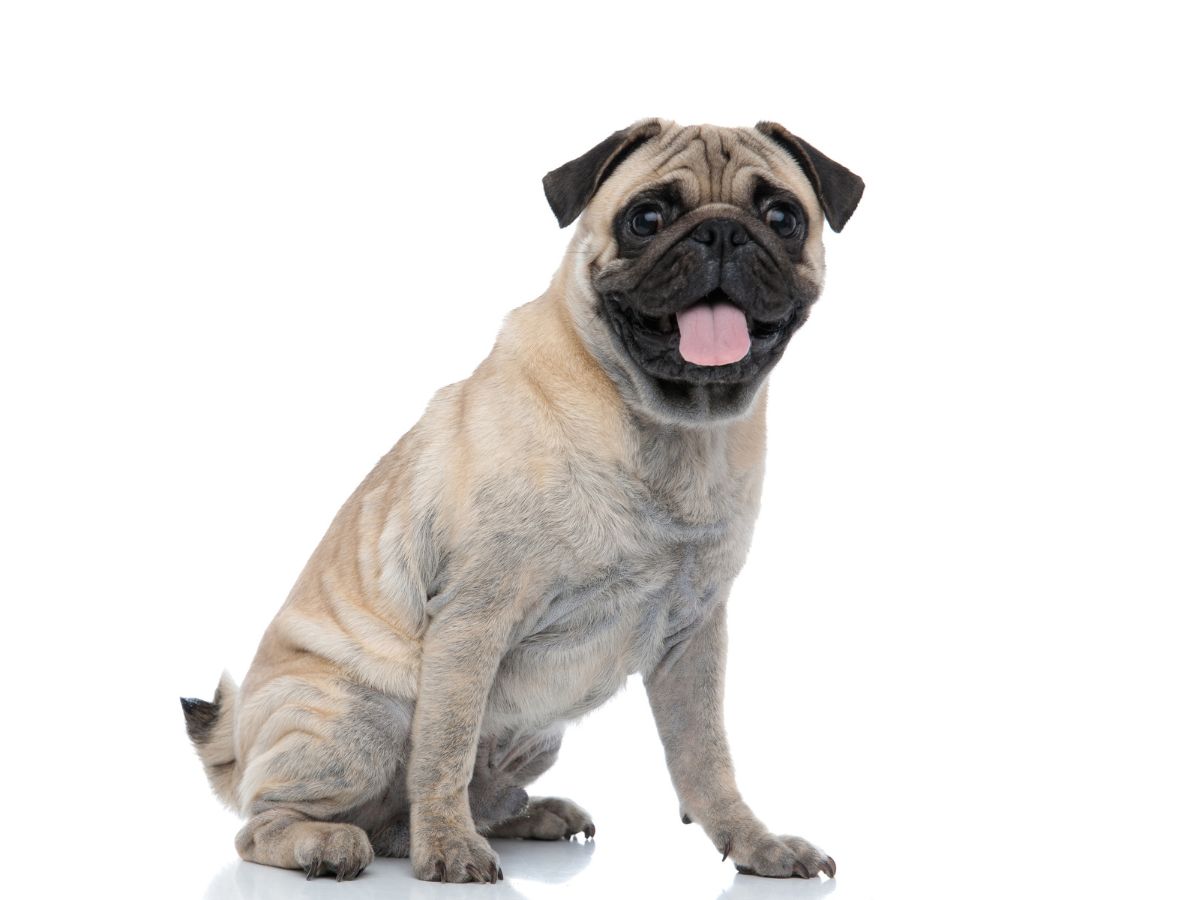 a-kutyad-titkos-szuperereje-erzi-amit-te-erzel - Nők Lapja - Nők Lapja