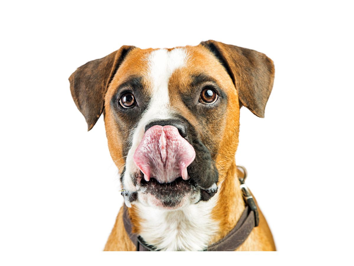 a-kutyad-titkos-szuperereje-erzi-amit-te-erzel - Nők Lapja - Nők Lapja