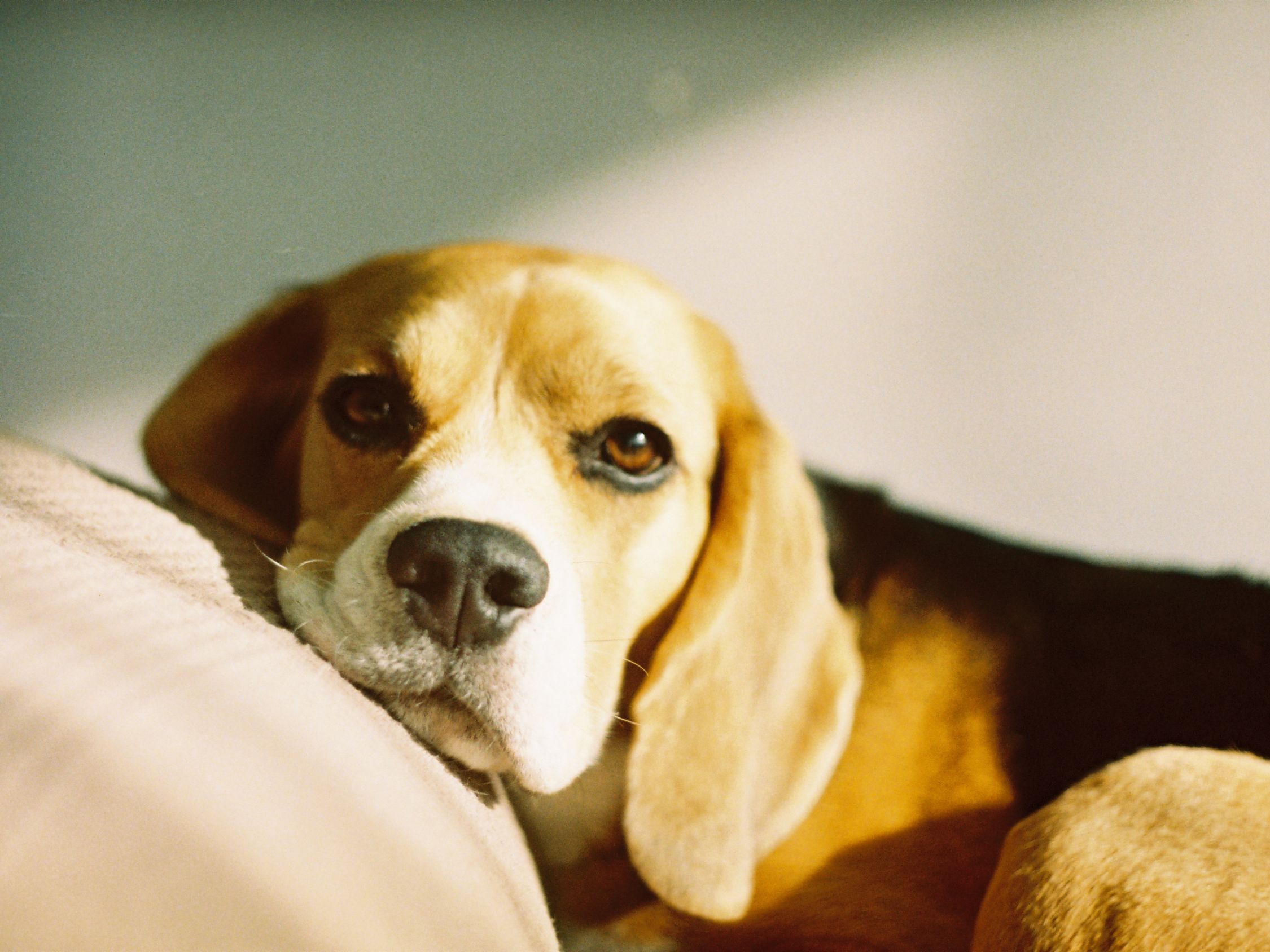 kistestu-kutyak - Nők Lapja - Nők Lapja kistestű kutya családbarát gyerekbarát