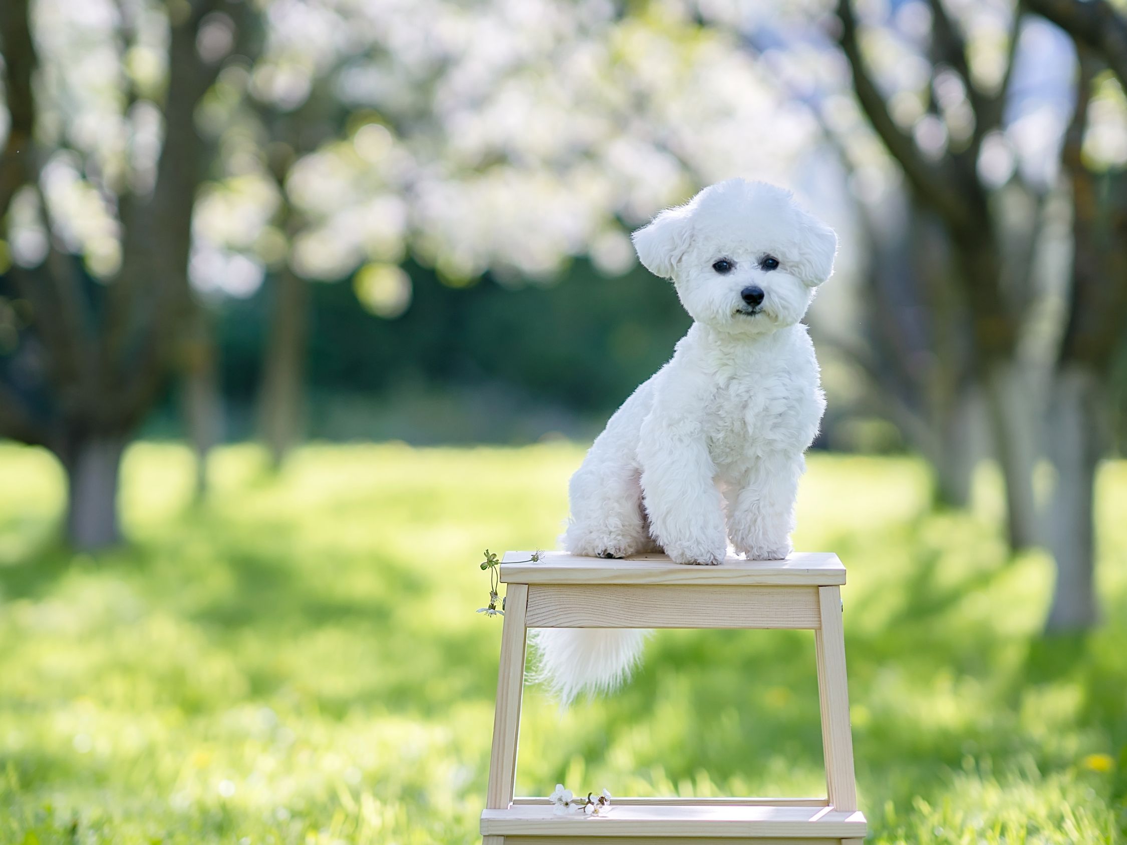 kistestu-kutyak - Nők Lapja - Nők Lapja kistestű kutya családbarát gyerekbarát