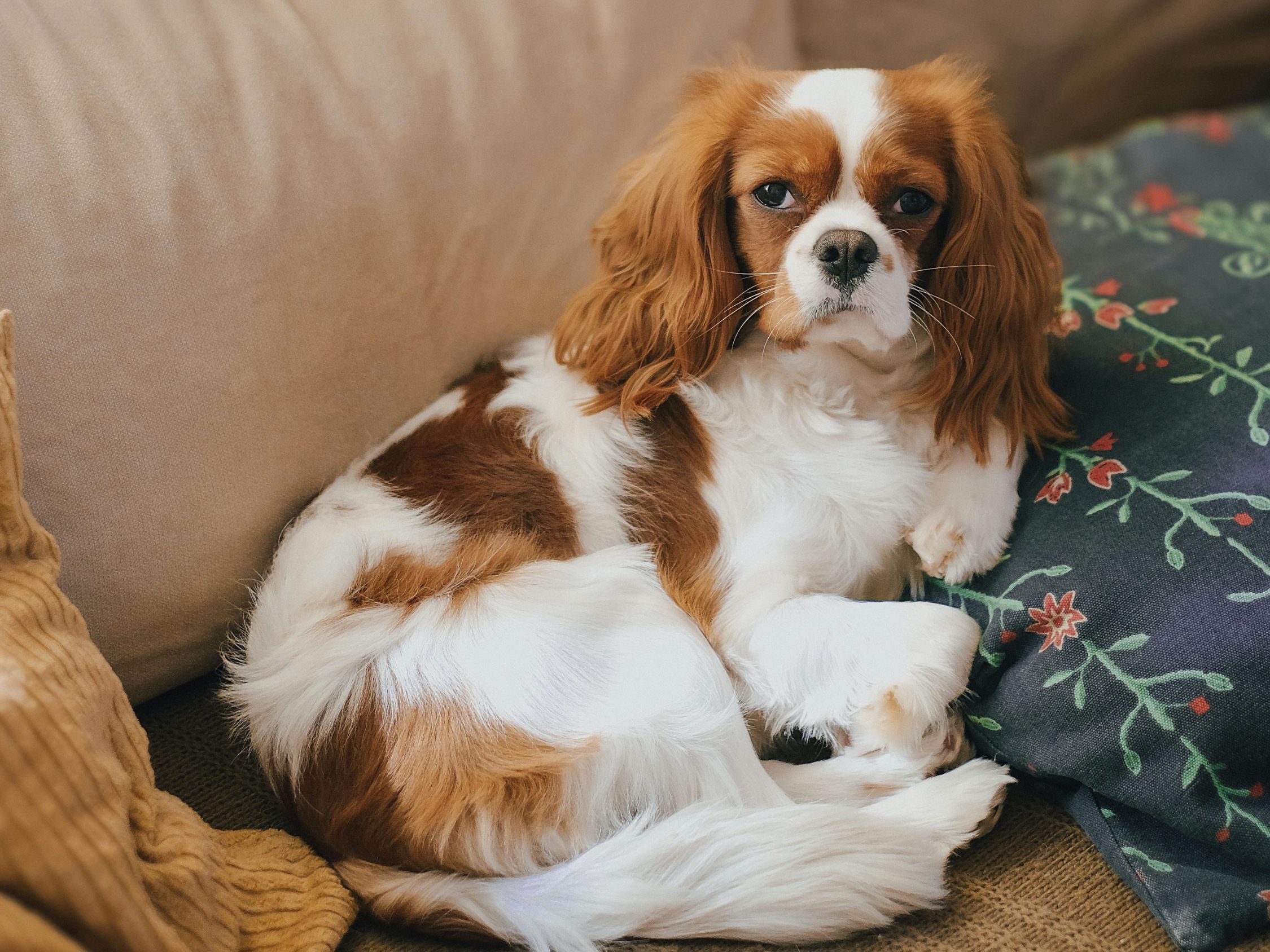kistestu-kutyak - Nők Lapja - Nők Lapja kistestű kutya családbarát gyerekbarát