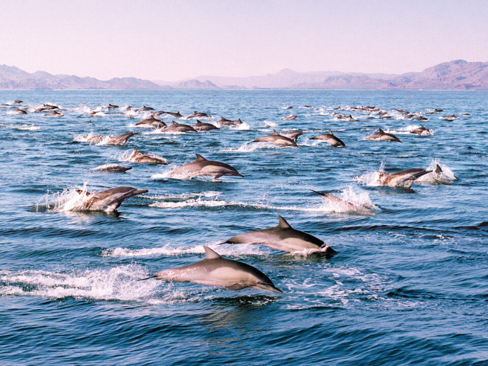 delfinek-kozt-mexiko-partjainal - Nők Lapja Delfinek (Fotó: Getty Images)