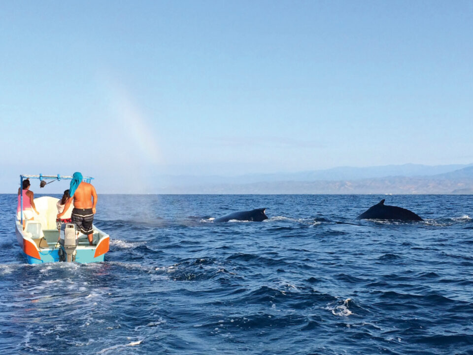 delfinek-kozt-mexiko-partjainal - Nők Lapja Mexikó vizeiben harminchét cetfaj fordul elő, köztük a hosszúszárnyú bálna is