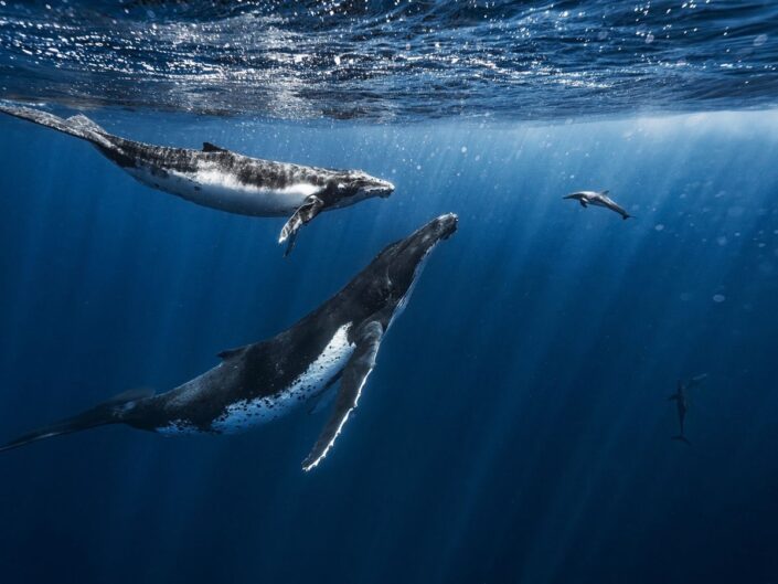 bálnák, delfinek, óceán