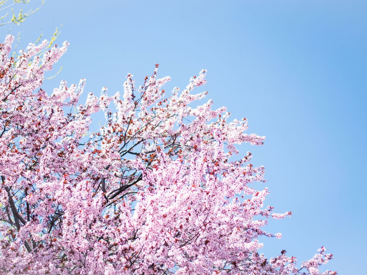 cseresznyefa, tavasz