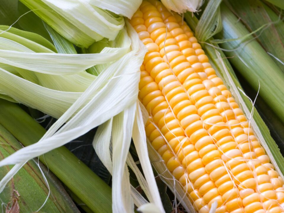 kukorica