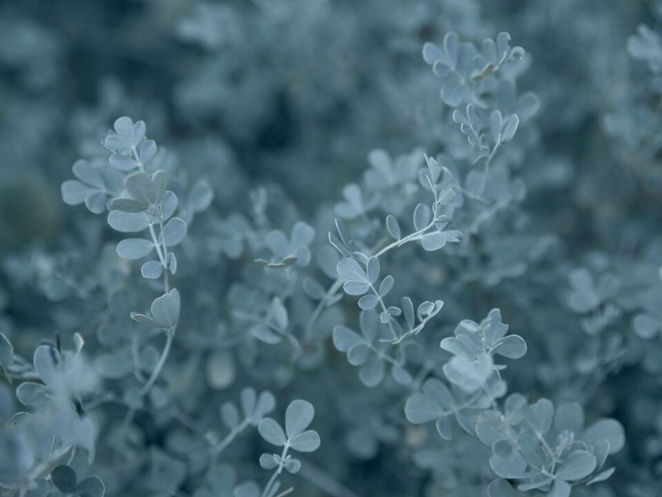 eukaliptuszunk-gondozasa-ketben-lakasban - Nők Lapja tasmániai havasi eukaliptusz