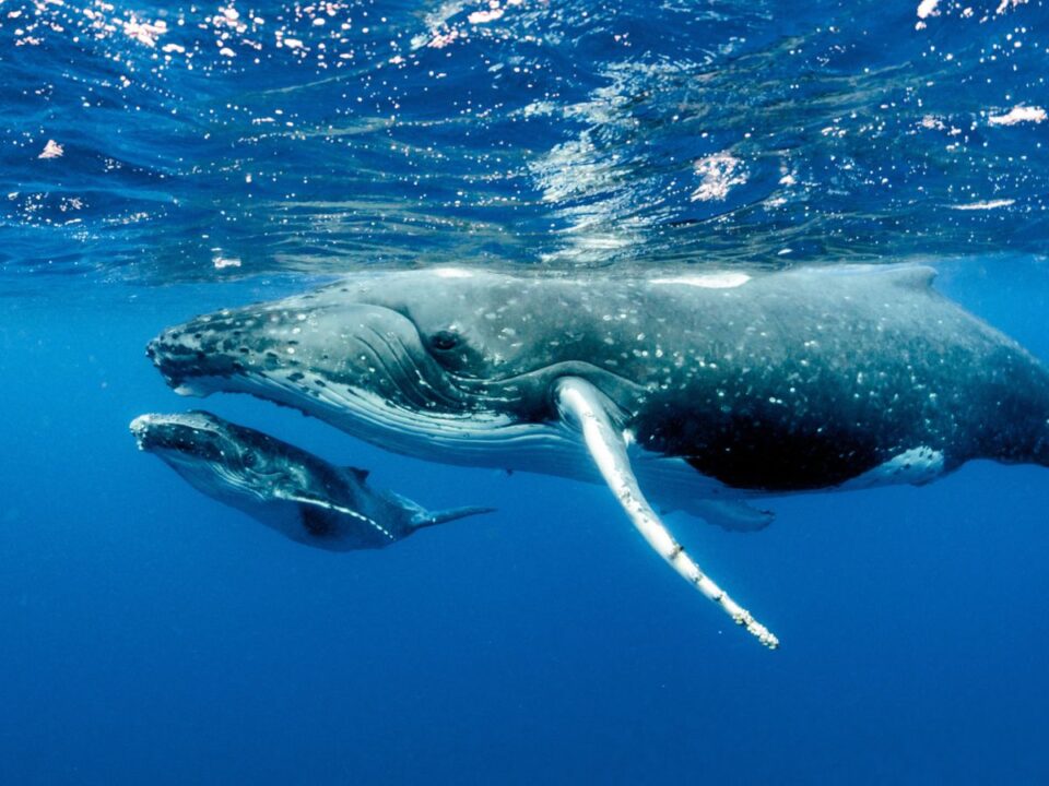 ocean-balna-intelligencia - Nők Lapja hosszúszárnyú bálna és borja