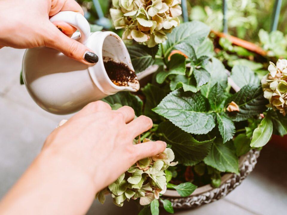 kavezacc-a-kertben - Nők Lapja kávézacc kert kerti tippek kertészkedés maradék felhasználás kávé komposztálás