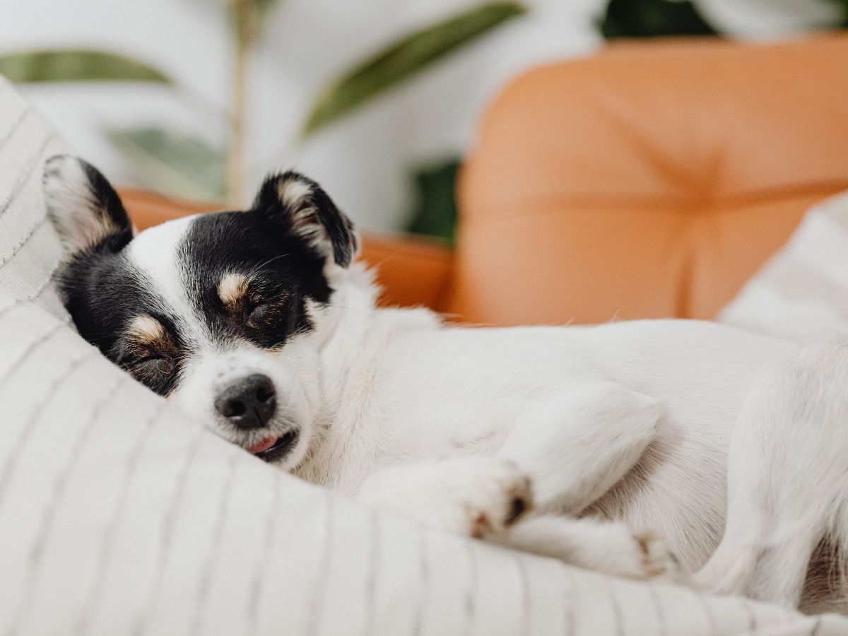 kistestű kutya családbarát gyerekbarát