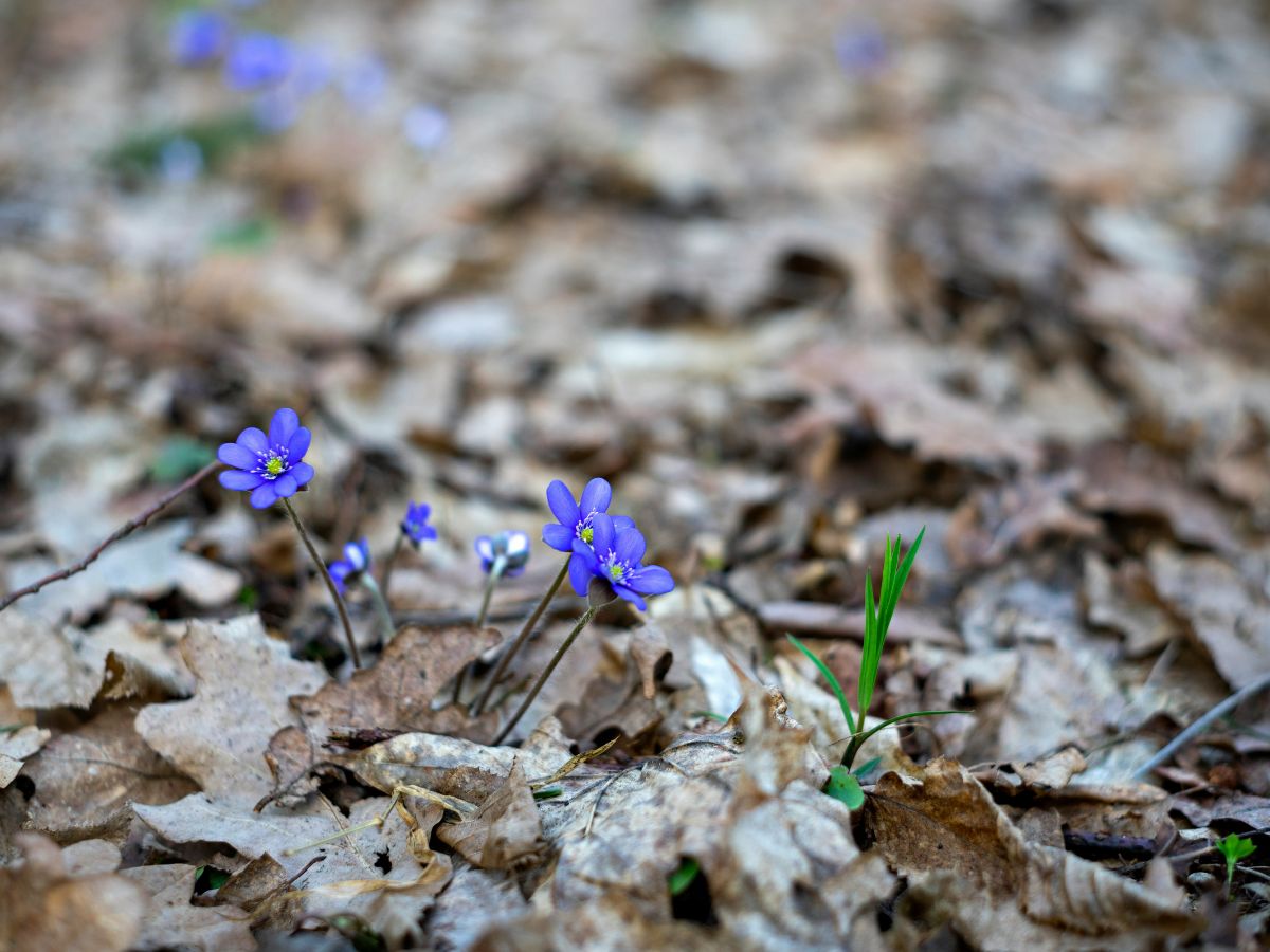 március, tavasz, virágok