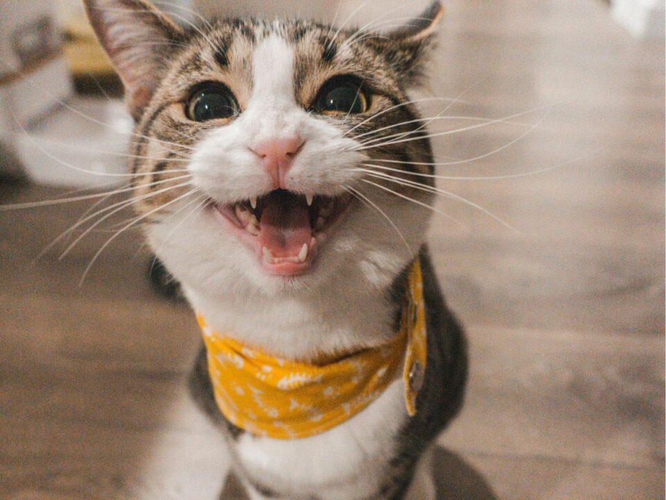 macskak-kommunikacioja-viselkedese-kviz - Nők Lapja nyávogó macska, cica