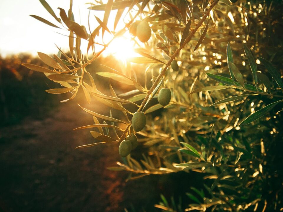 olajfa, olívabogyó 
