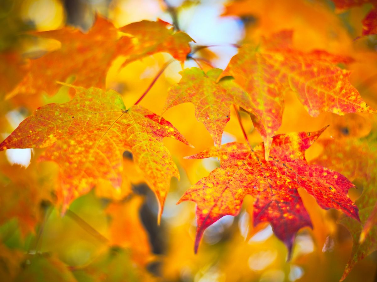 ősz, sárguló levelek, szeptember