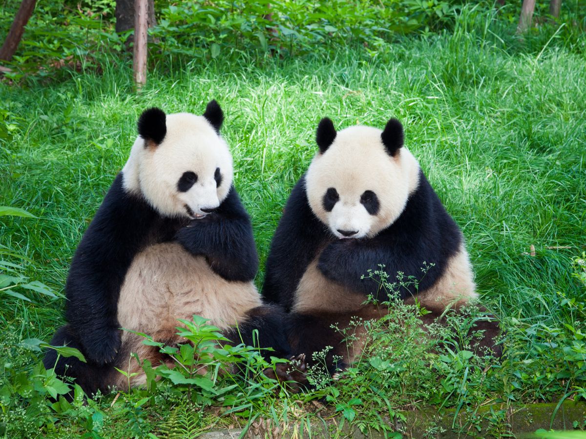 panda, óriáspanda