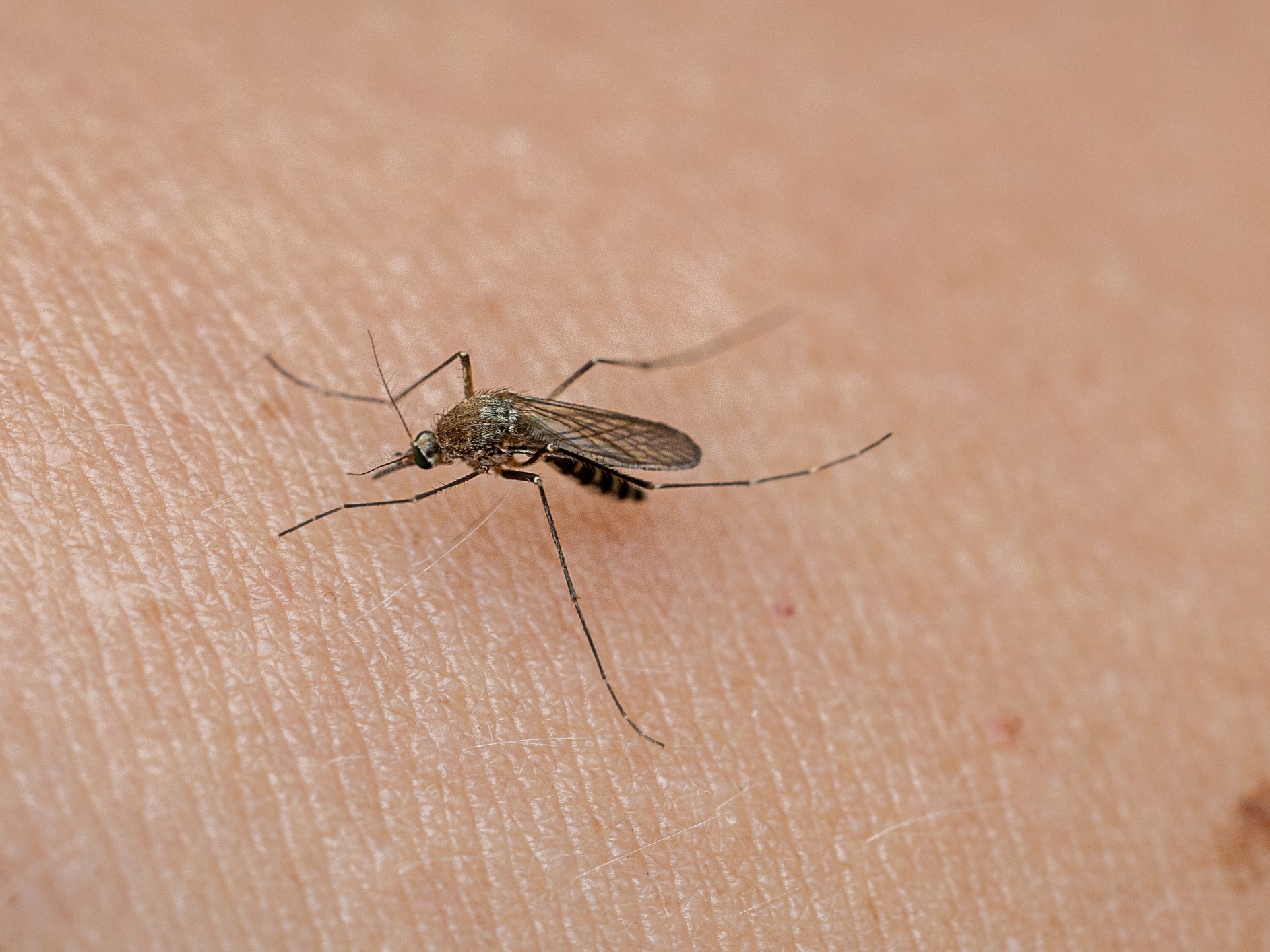 közeli kép egy szúnyogról