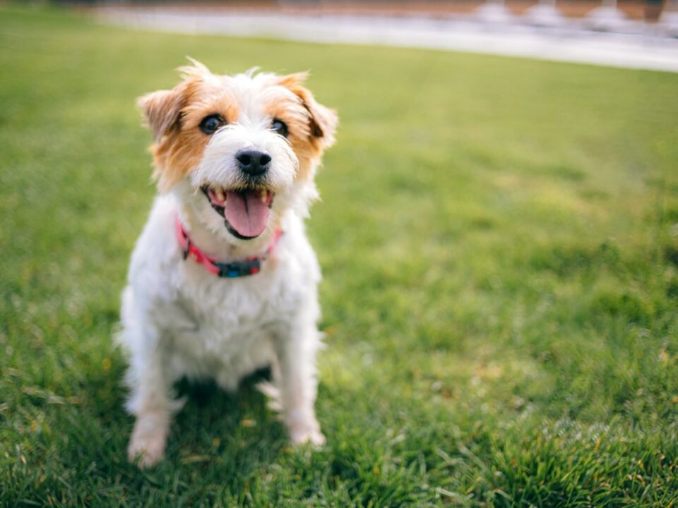 hogyan-hat-meret-nem-eletkor-kutyak-viselkedesere - Nők Lapja kutya