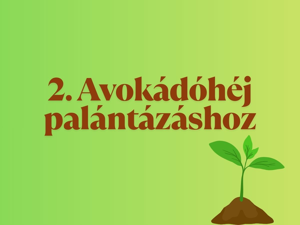 avokadohej-novenyek-olcso-csodaszer 3 - Nők Lapja - Nők Lapja avokádóhéj