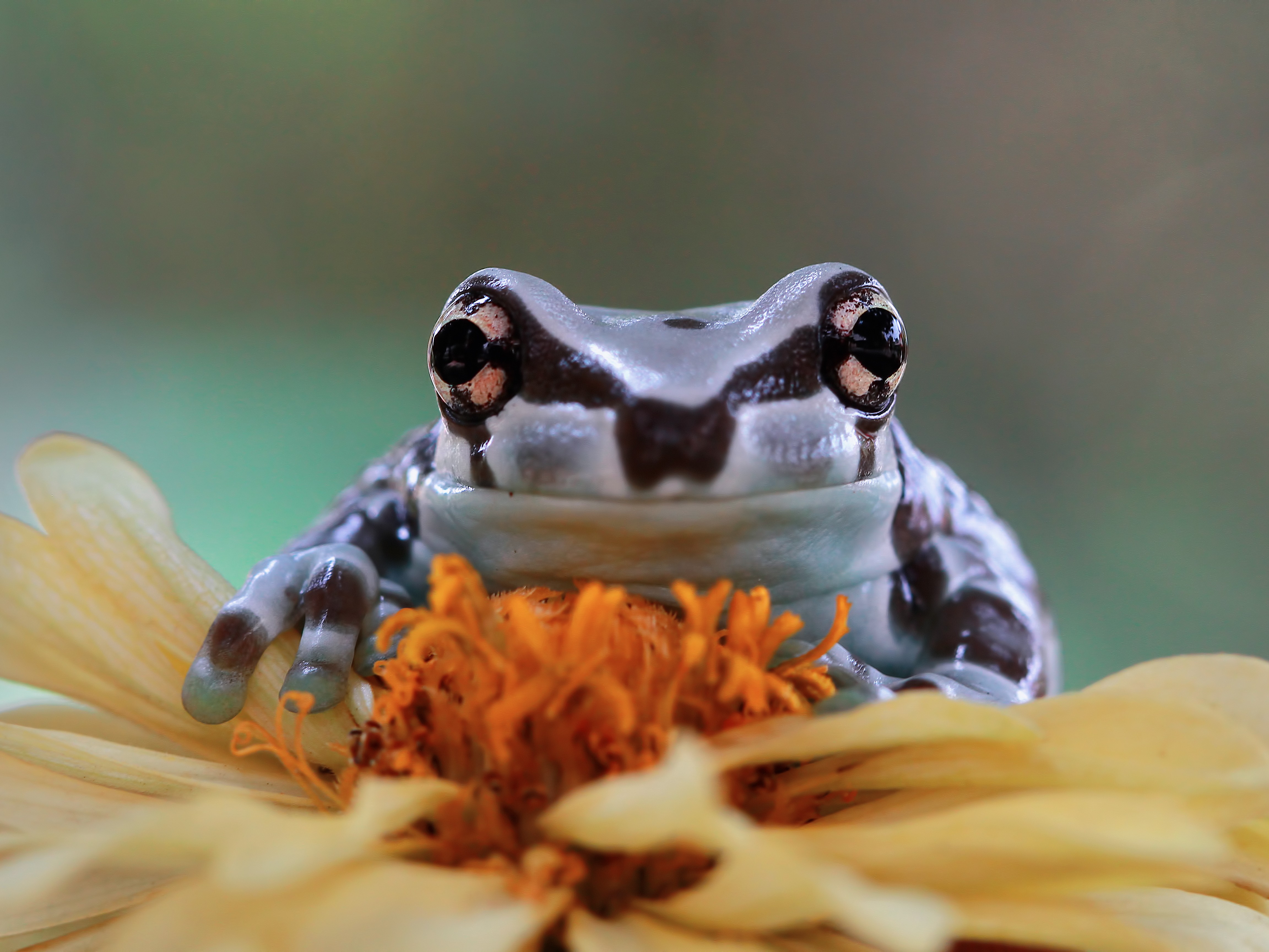 fengsuj-otthon-gazdagsag - Nők Lapja - Nők Lapja béka