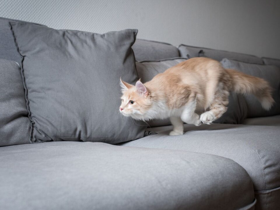 macska, cica. támadó macska