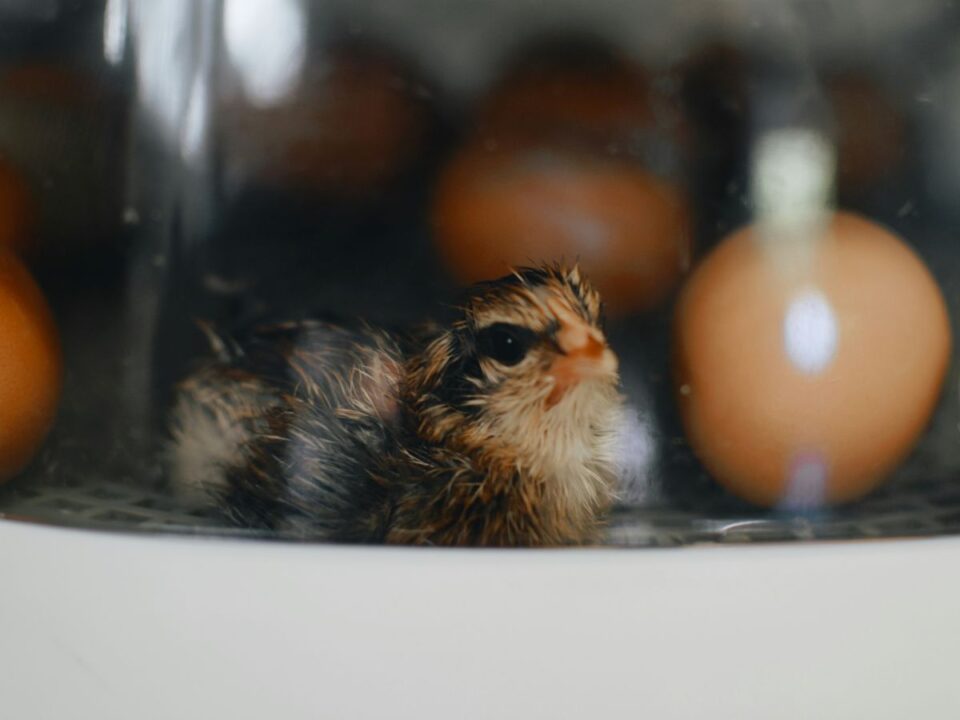 melyik-volt-elobb-kviz - Nők Lapja csibe, tyúk, tojás