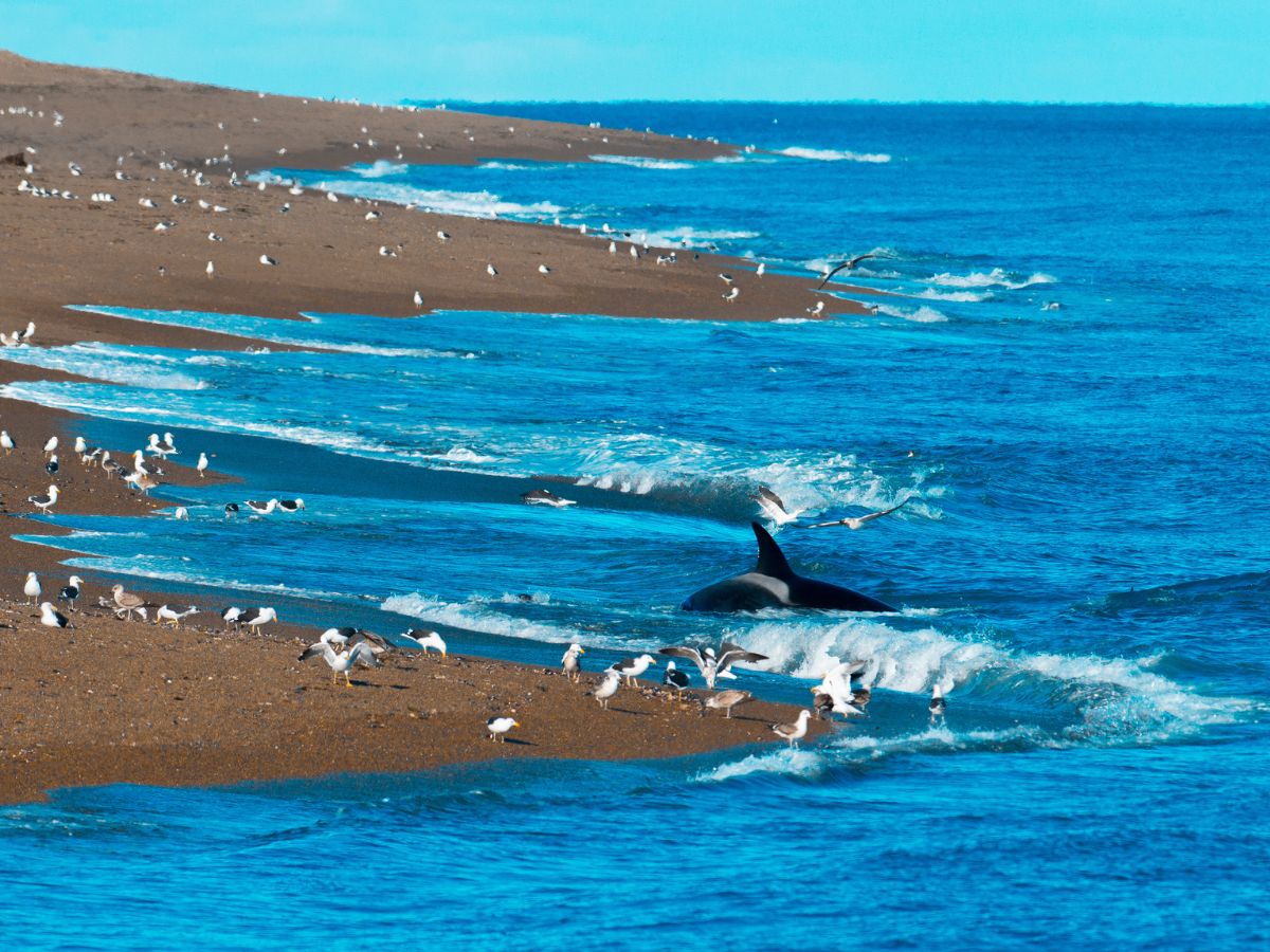 kardszárnyú delfin