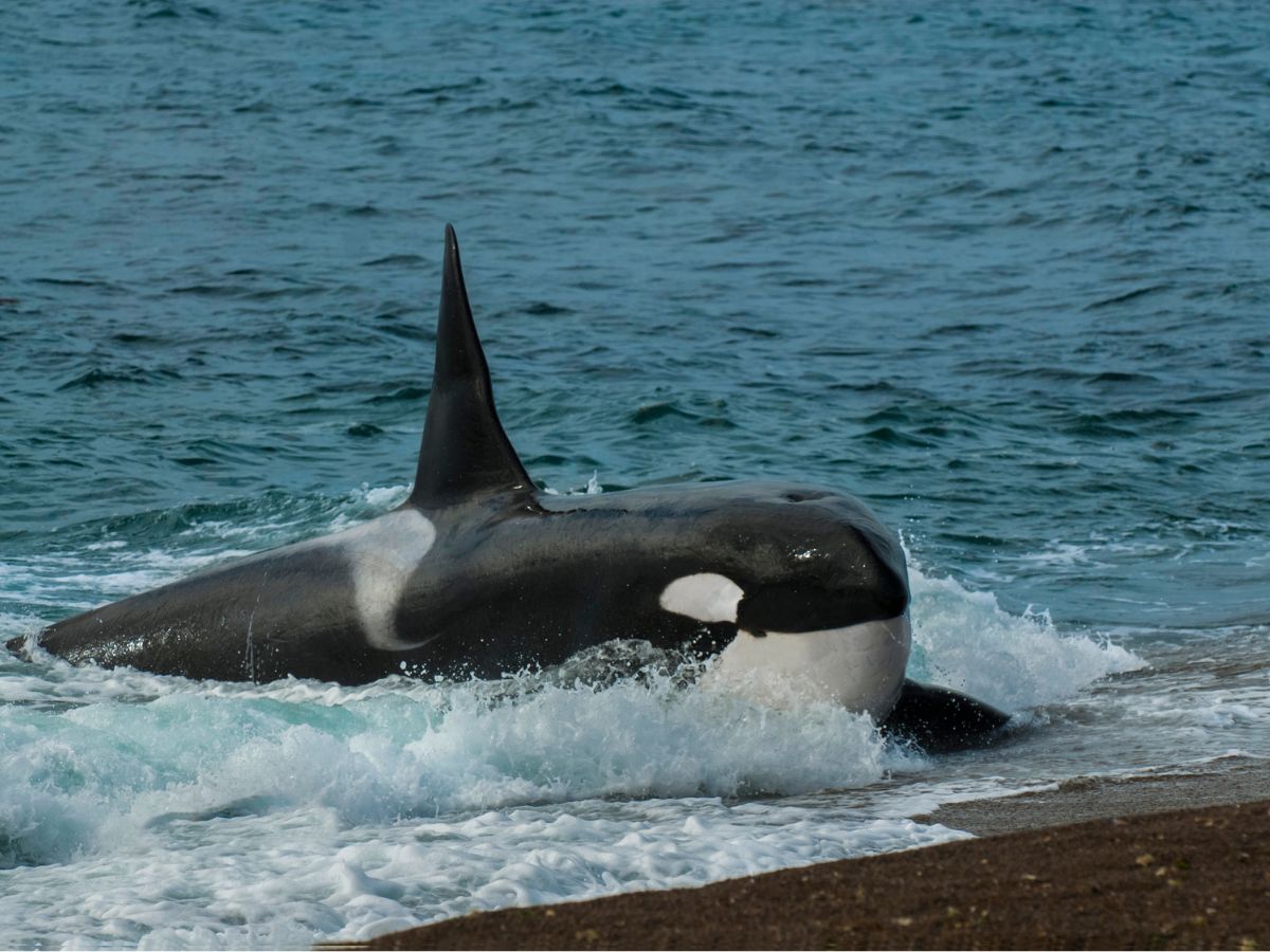 kardszárnyú delfin orka