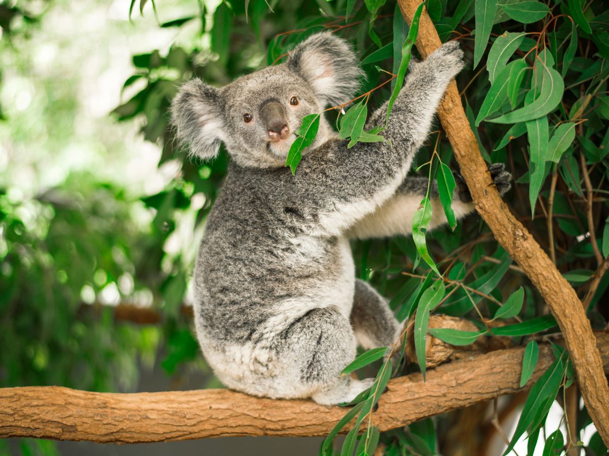 koala eukaliptusz