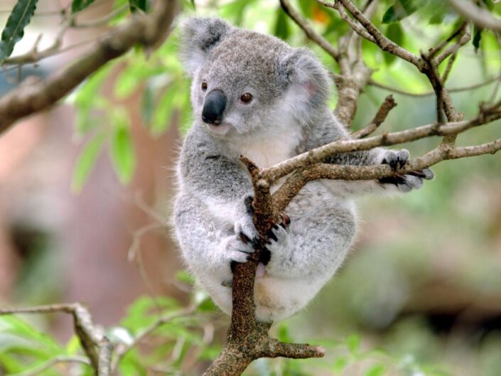 koala eukaliptusz