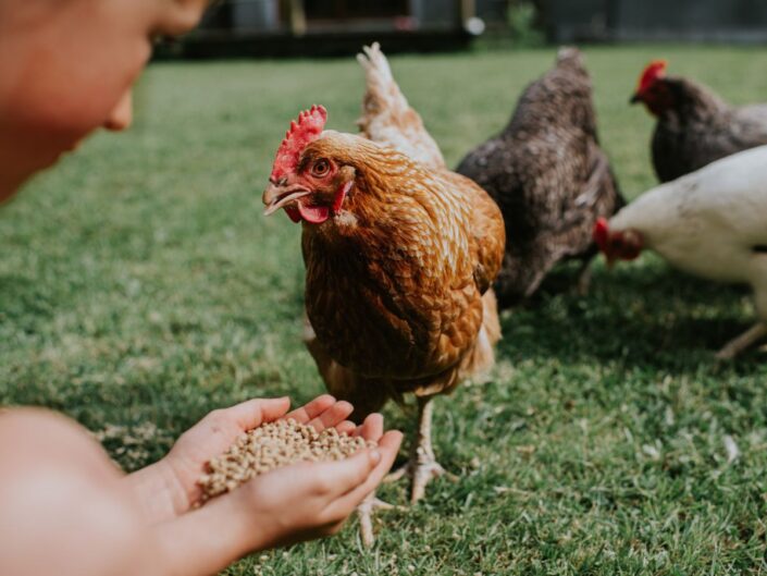 tyúk farm állattartás