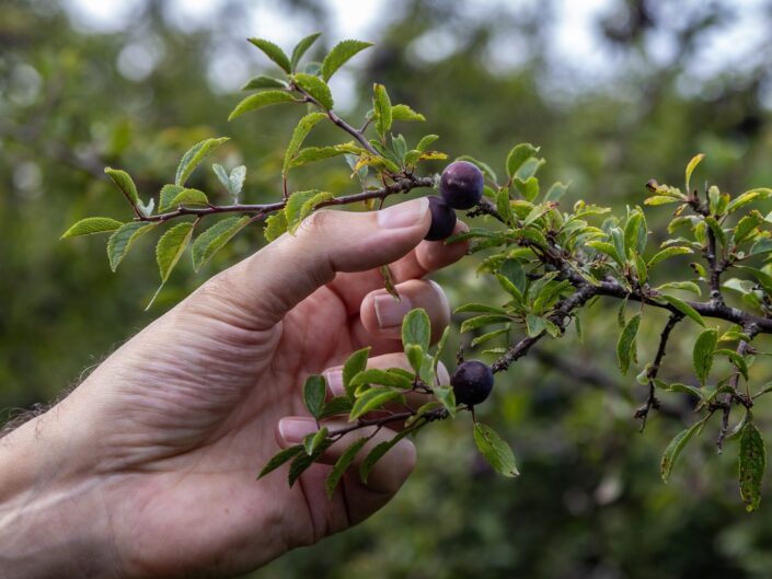 kökényt szedő kéz