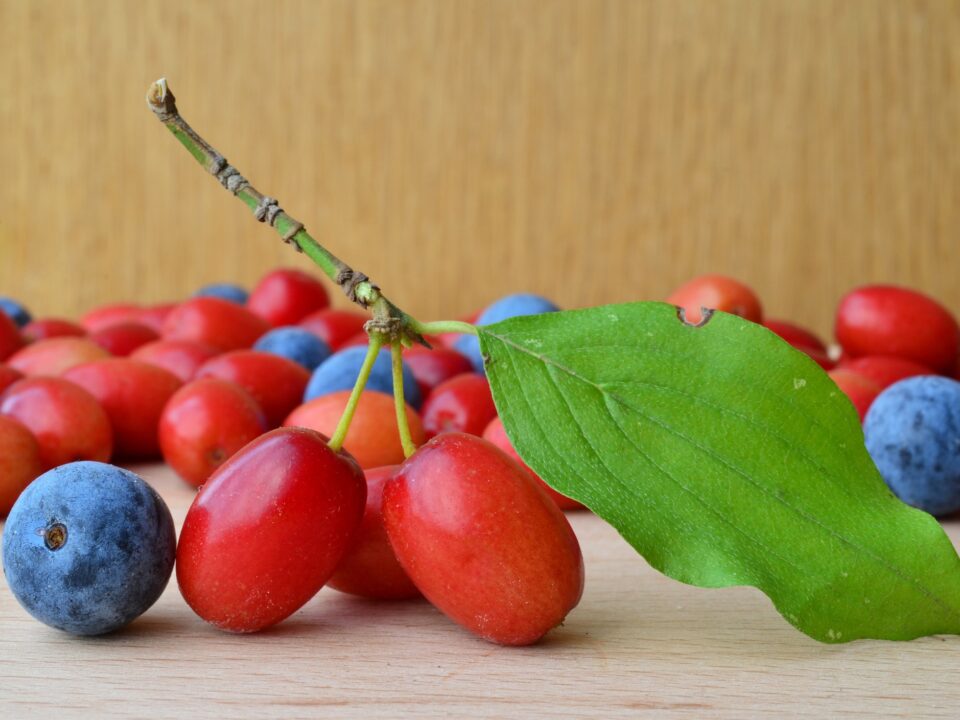 oszi-bogyo-som-kokeny