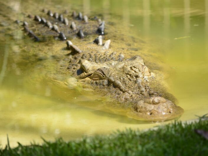 krokodil