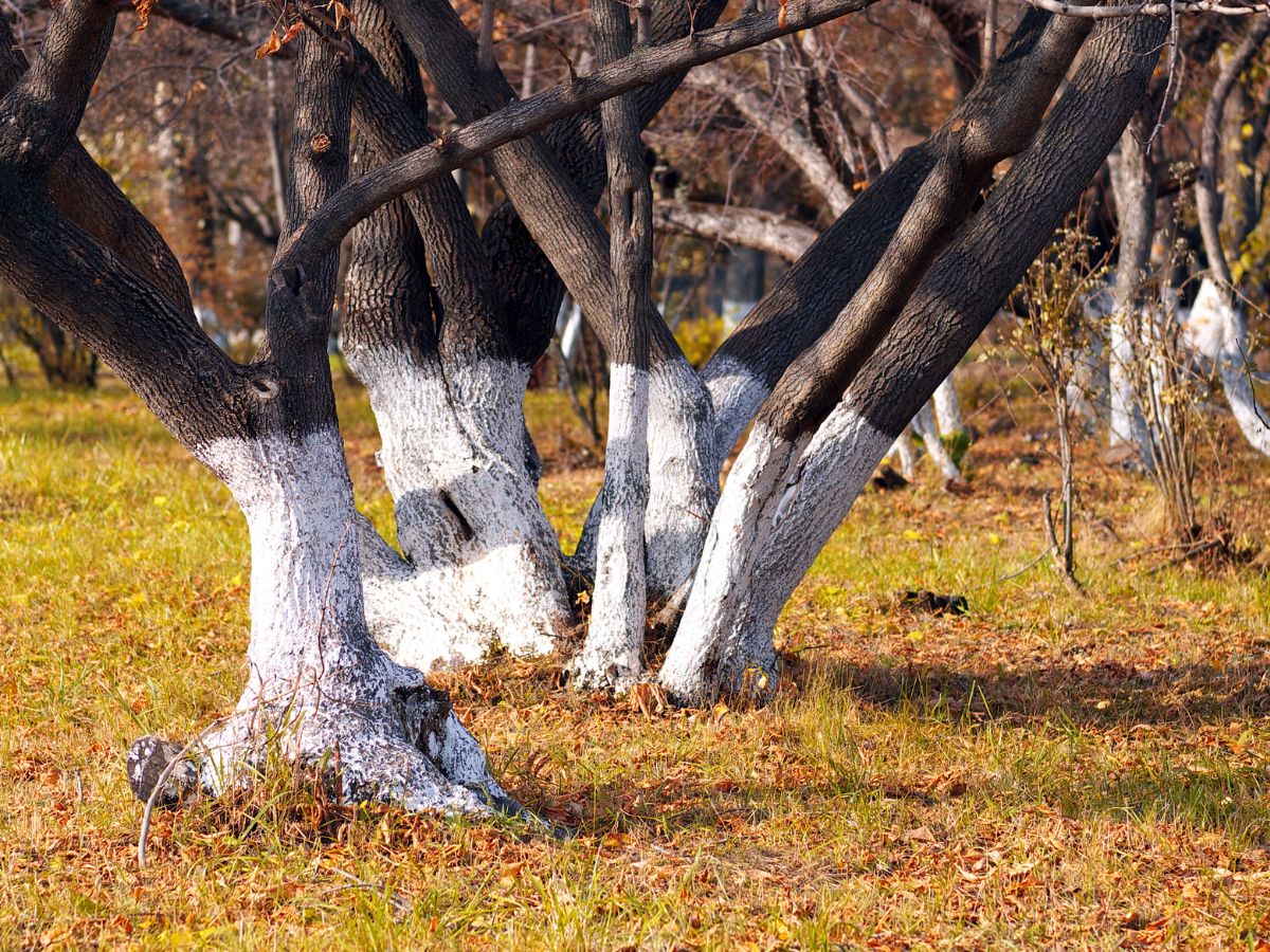 fatörzs fehér festék ősz