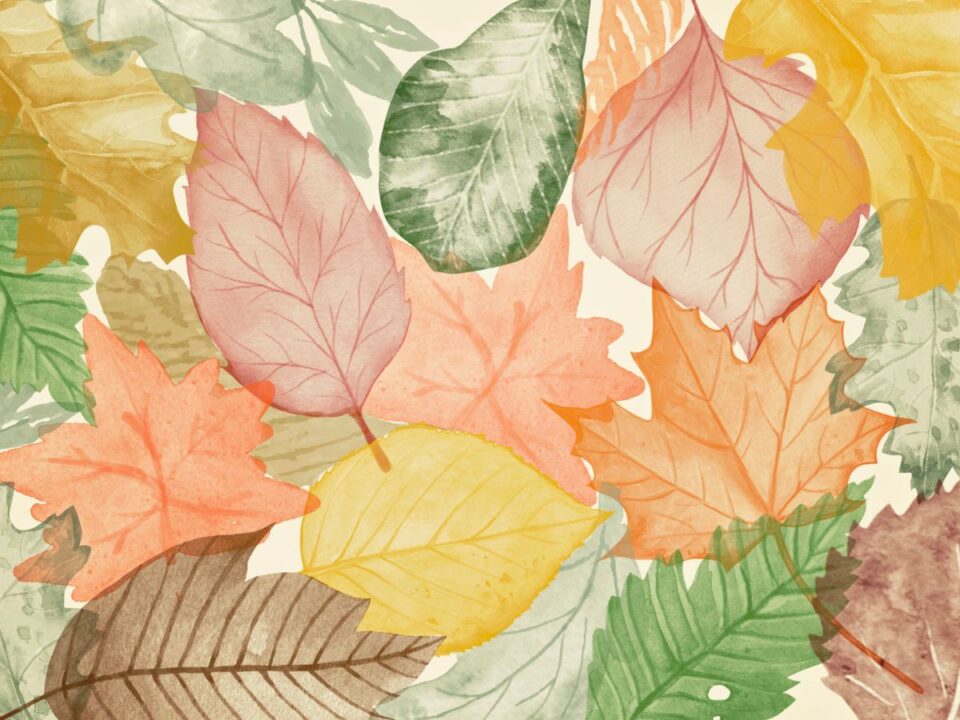 schaffer-erzsebet-rolleren - Nők Lapja ősz levelek rajz