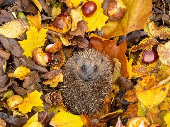 cuki süni az avarban