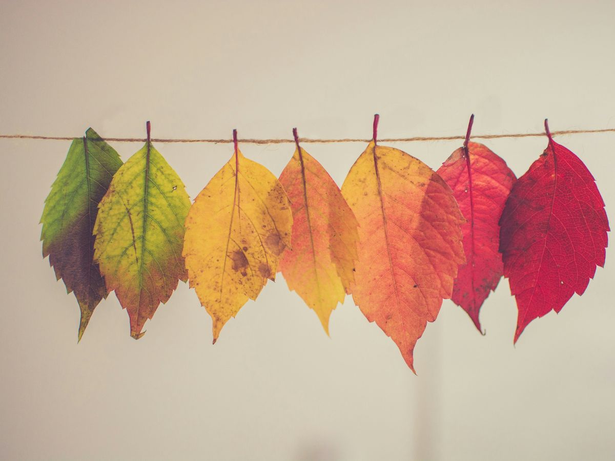 színes falevelek