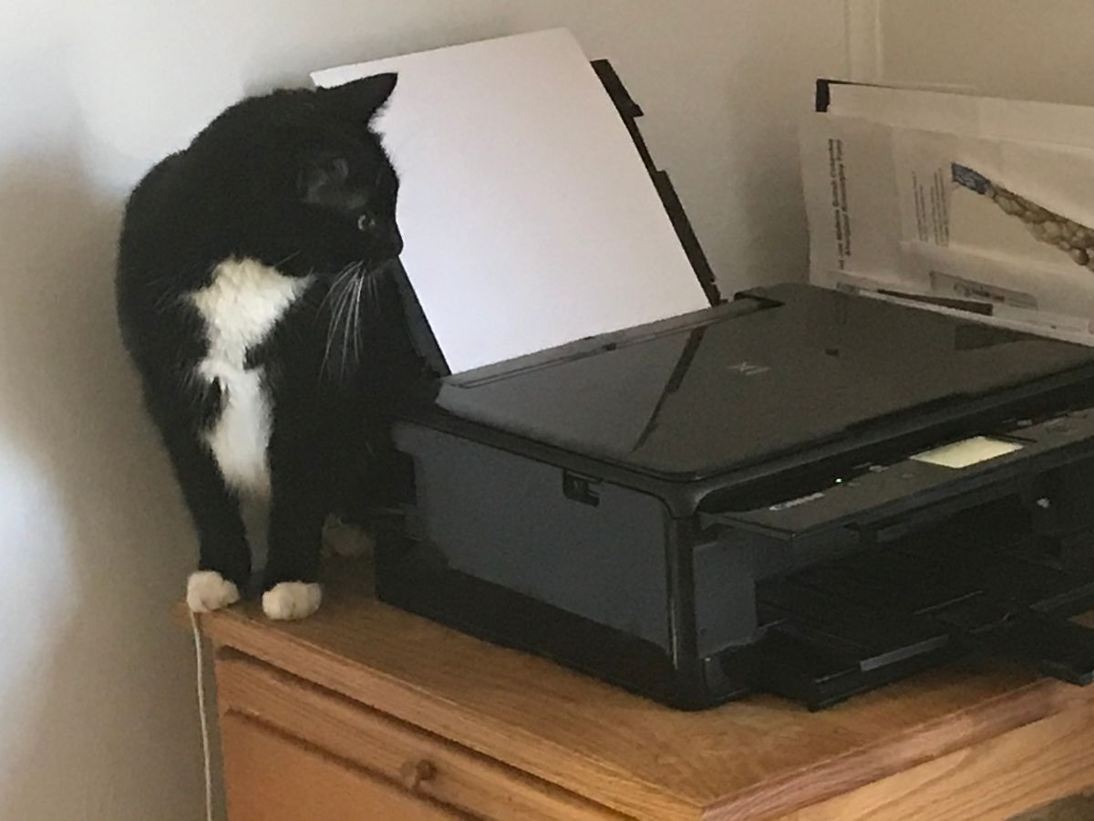 macska nyomtató