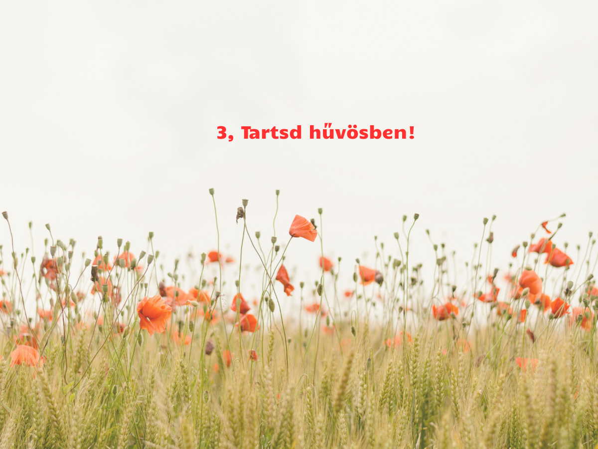 egyszerű mákos desszertek