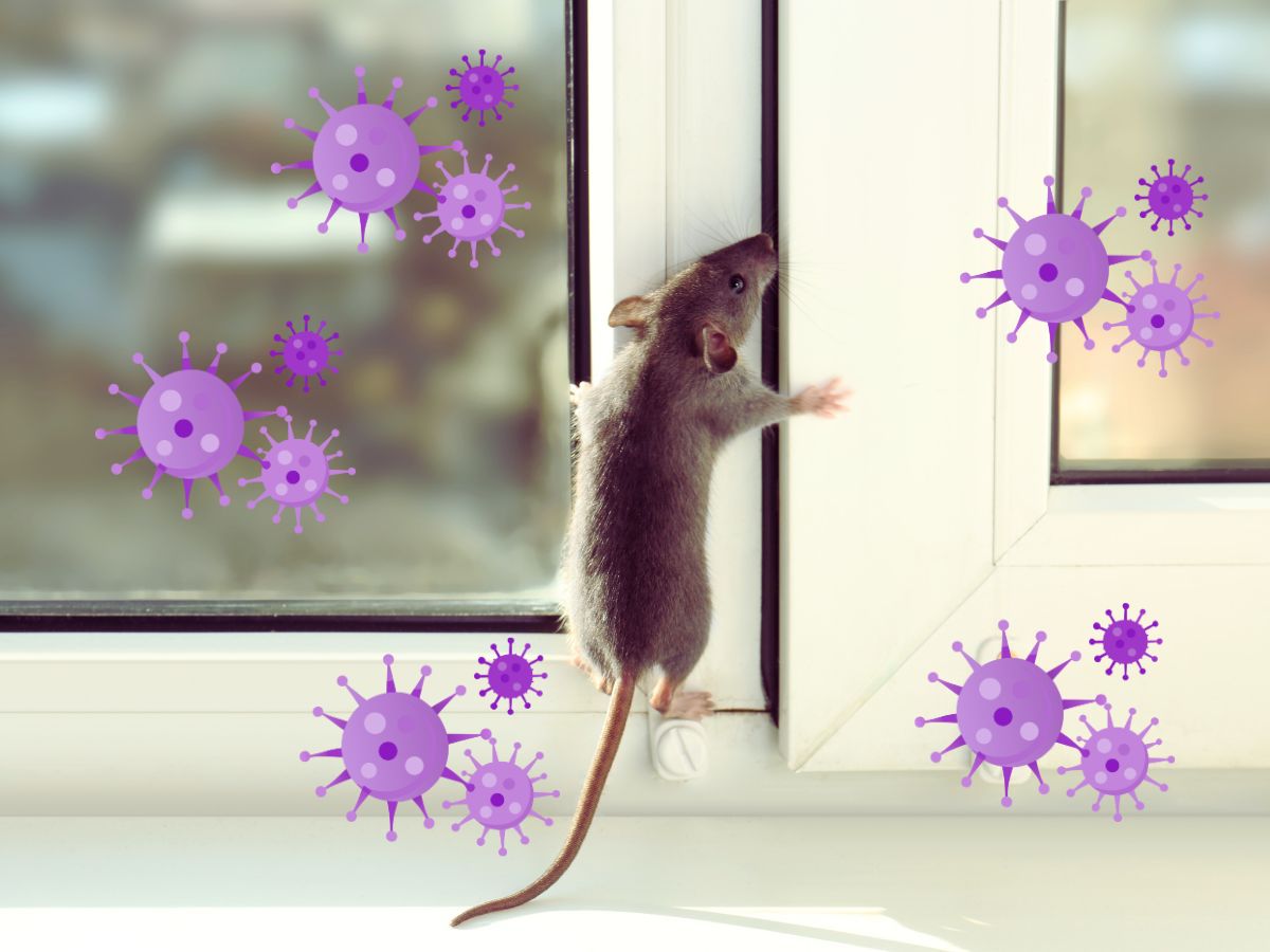 patkány rágcsáló